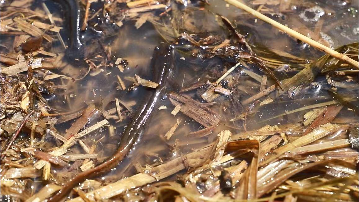 大量「東北小鯢」黑龍江寶清「集結(jié)」