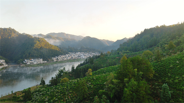 創(chuàng)新運(yùn)營促多贏  皖徽州區(qū)生態(tài)茶走出時尚范