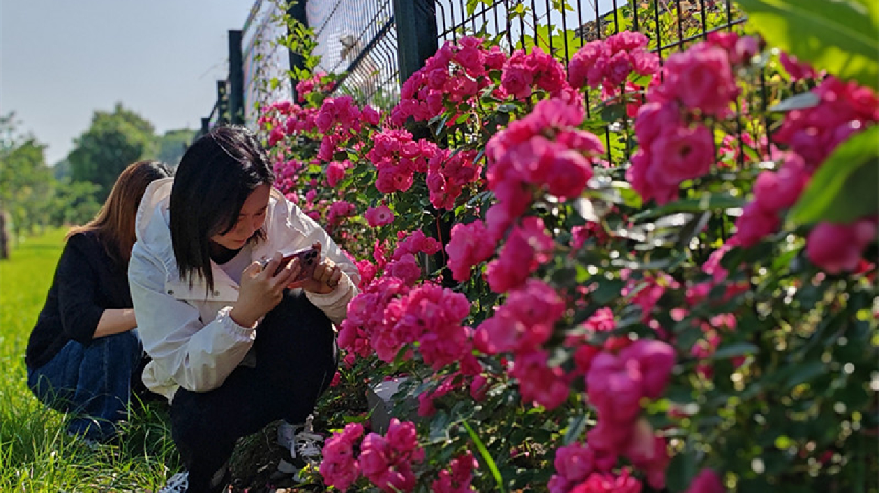 皖屯溪區(qū)：屯光薔薇開 不語也傾城