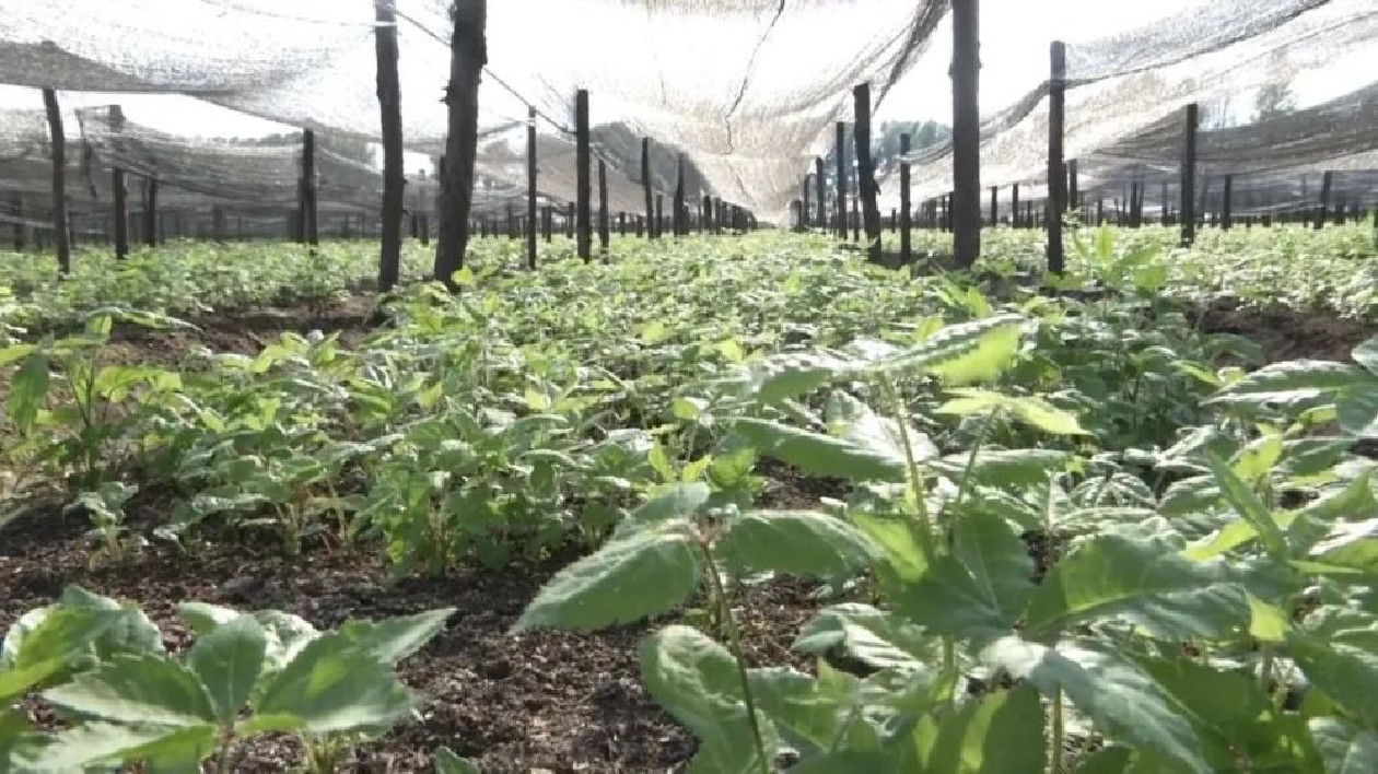 【對接大灣區(qū)·寒地龍藥耀九州】系列報道之五十七  龍江森工中藥材公司：做好林地大文章 將中藥材產(chǎn)業(yè)做成「金飯碗」