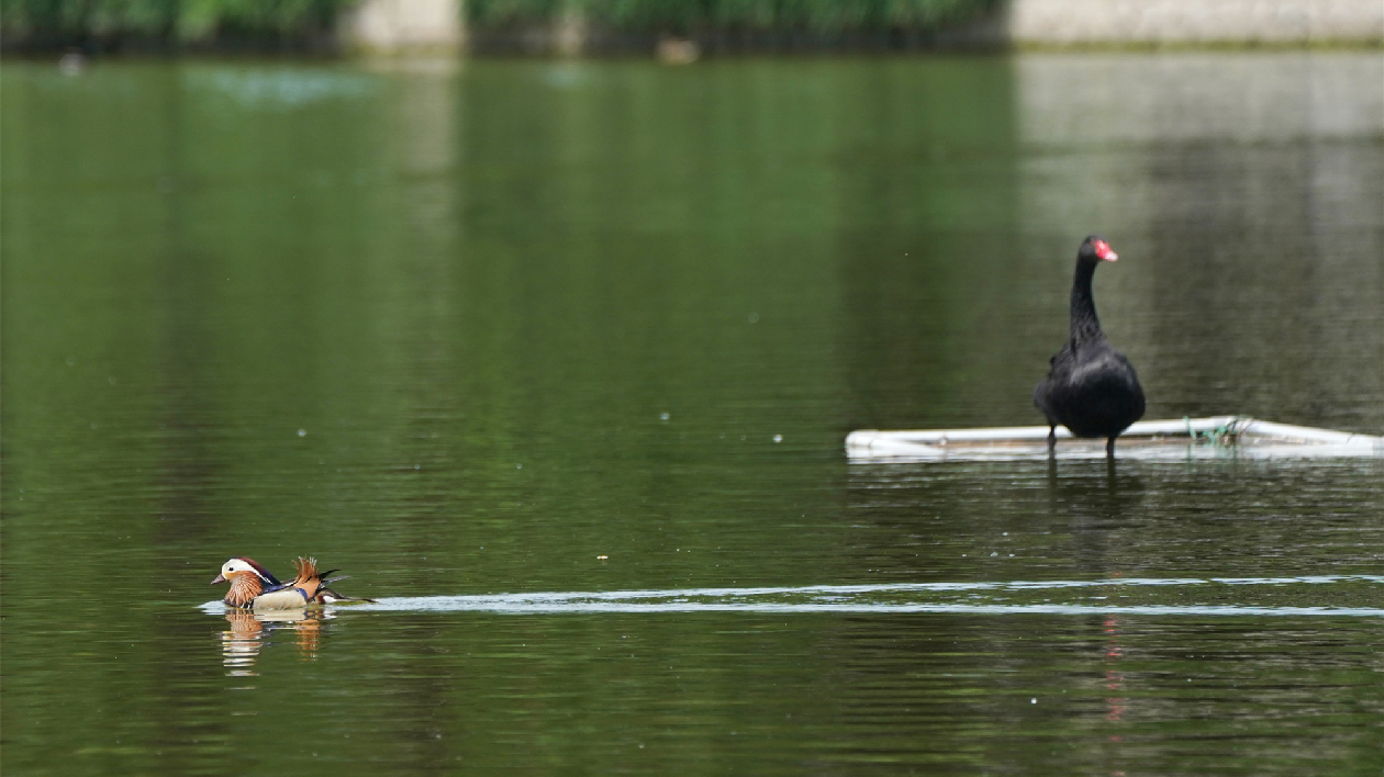 補水8萬餘噸 北京朝陽農(nóng)展館後湖生機盎然