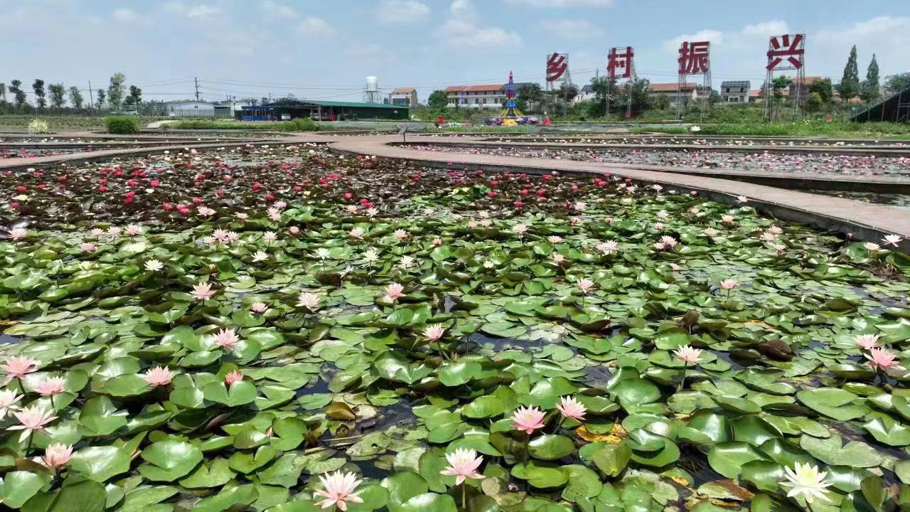 孝感：「荷經(jīng)濟(jì)」描繪鄉(xiāng)村振興「別樣紅」