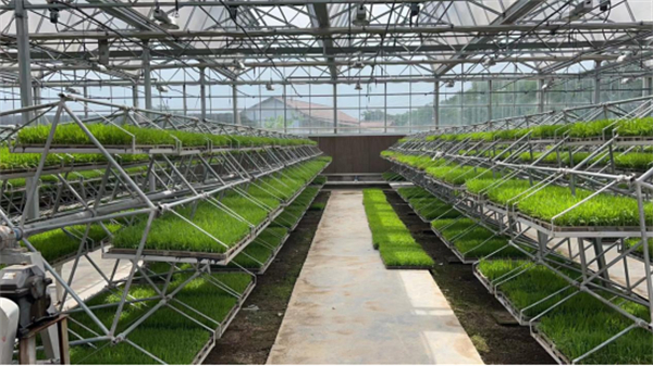 四川綿陽：科技助農(nóng)生產(chǎn)機(jī)械化 糧食增產(chǎn)農(nóng)民增收