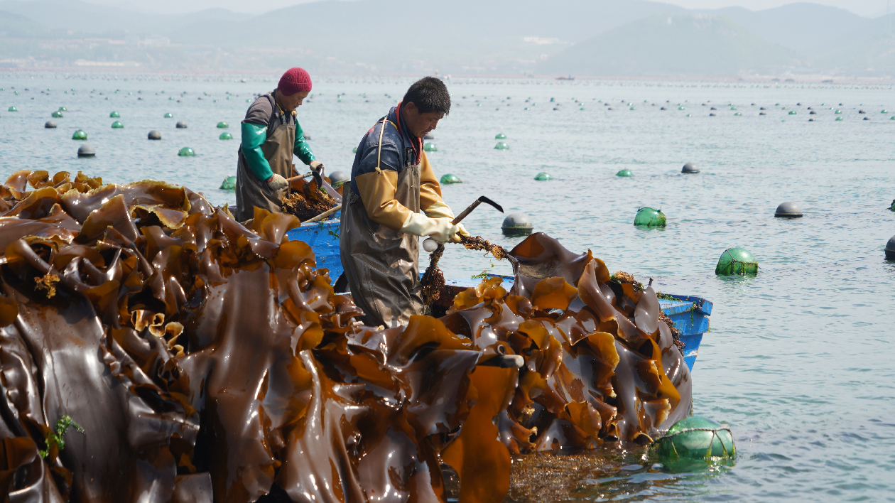 擦亮地理標(biāo)誌「金字招牌」  為「旅順海帶」叫響全國保駕護(hù)航