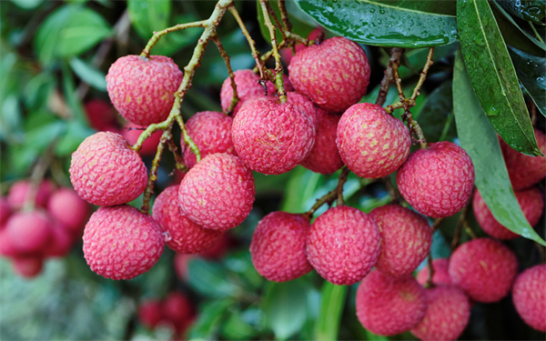 2023年廣西荔枝產(chǎn)銷對(duì)接暨北流現(xiàn)代農(nóng)業(yè)產(chǎn)業(yè)鏈招商活動(dòng)即將舉辦