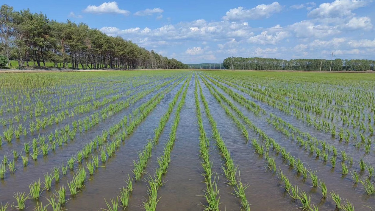 北大荒集團(tuán)建三江分公司：多「研」多「用」農(nóng)業(yè)節(jié)本增效