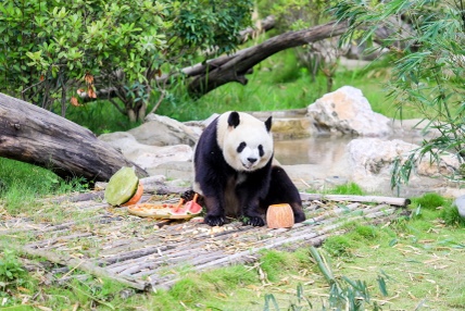四川文旅吉祥物「安逸」熊貓迎來「成人禮」 「安逸」IP持續(xù)深入人心