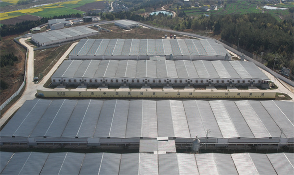 四川江油：發(fā)展「川藏黑豬」全產(chǎn)業(yè)鏈 打造西部種業(yè)高地