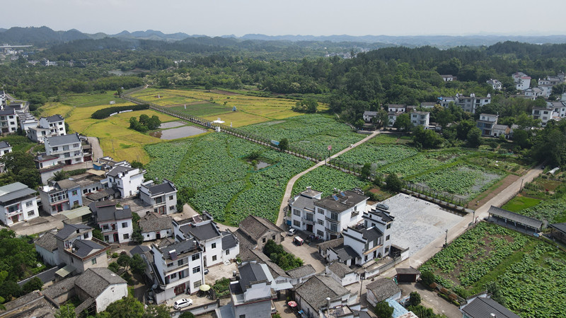皖屯溪區(qū)：奕棋荷花美如畫