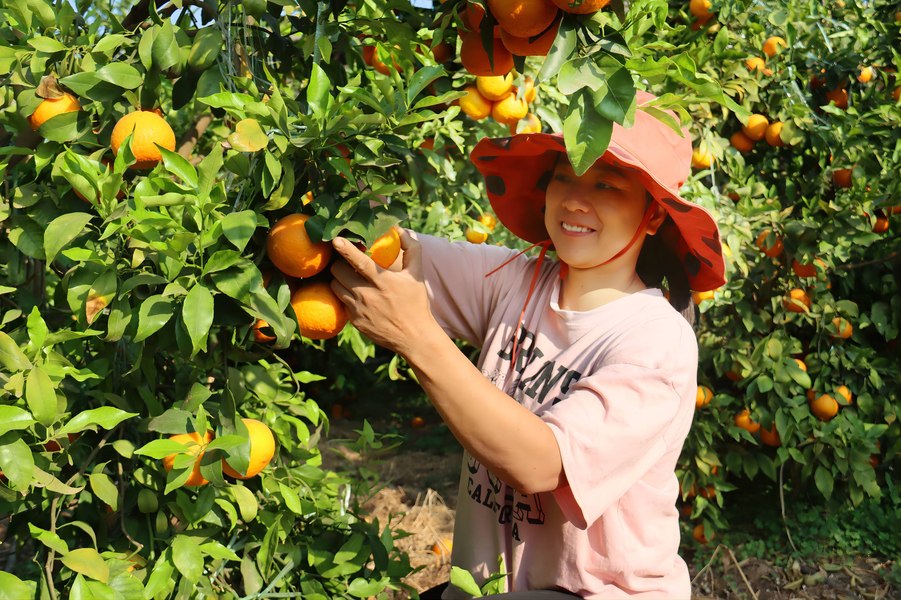 雲(yún)南鶴慶黃坪鎮(zhèn)：致富路上柑橘甜   民族團(tuán)結(jié)幸福長(zhǎng)