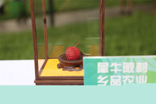 東莞大朗「荔王」採(cǎi)摘權(quán)拍得4萬元