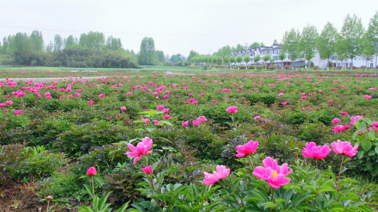 強化科技支撐 皖徽州區(qū)特色產(chǎn)業(yè)勃興