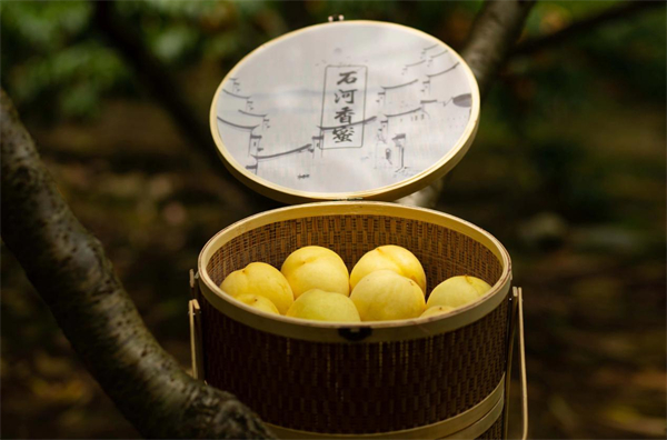 做強(qiáng)蜜桃經(jīng)濟(jì) 安徽歙縣「石河香蜜」下月上市