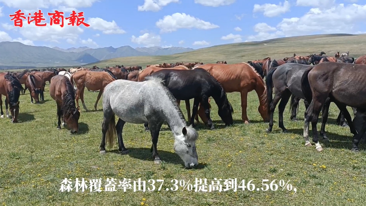 有片丨山丹軍馬場(chǎng)：不只有良駒 還有「詩(shī)與遠(yuǎn)方」