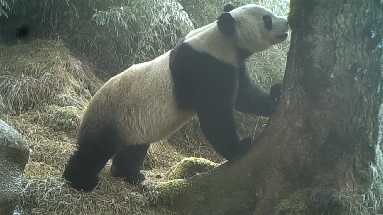 貼貼鏡頭 埋頭喝水 四川平武野生大熊貓?jiān)俅纬鲧R搶風(fēng)頭