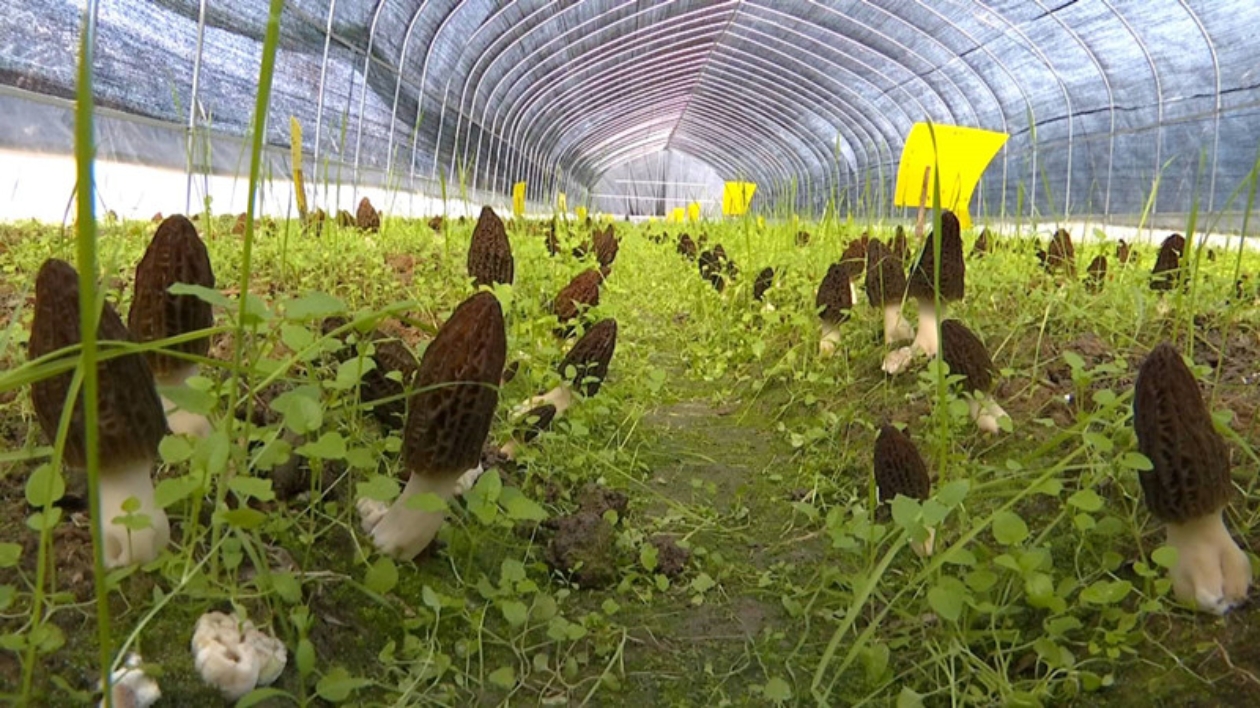 皖黟縣：信用建設著本色  美溪畫卷添新彩