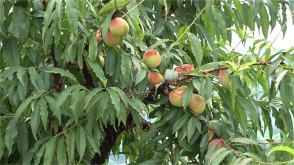 韶關(guān)新豐鷹嘴桃成熟上市