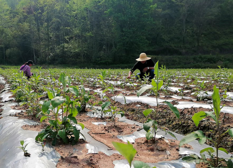 皖祁門縣：硬起集體「腰桿」  鼓起村民「腰包」