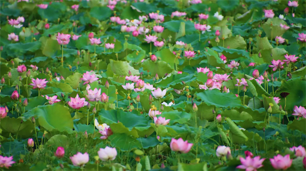 韶關湞江728畝「沉睡」土地煥發(fā)新活力