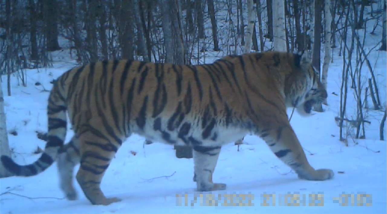 東北虎「完達(dá)山一號(hào)」再現(xiàn)龍江森工穆稜林區(qū)