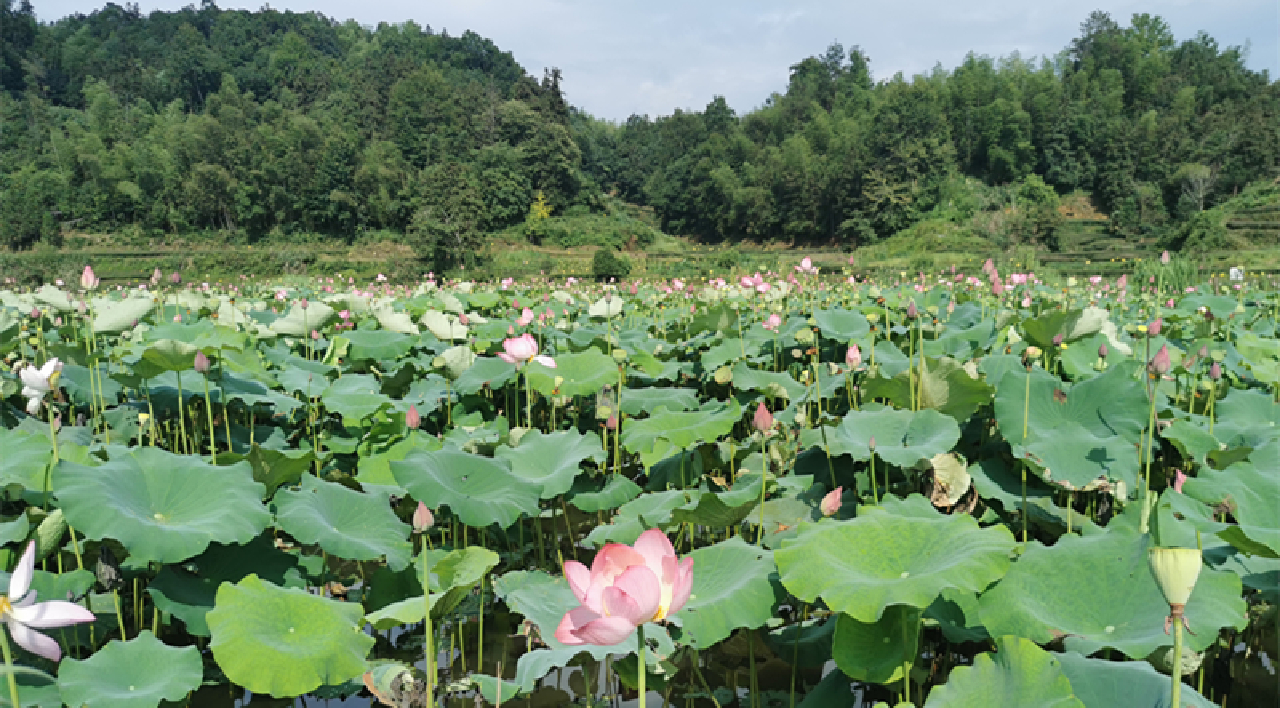 荷蝦共養(yǎng)生態(tài)致富  皖黟縣漁亭鎮(zhèn)農(nóng)旅融合促多贏