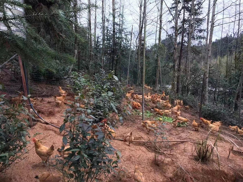 皖黟縣：林下經(jīng)濟「活」「五黑」產(chǎn)業(yè)興