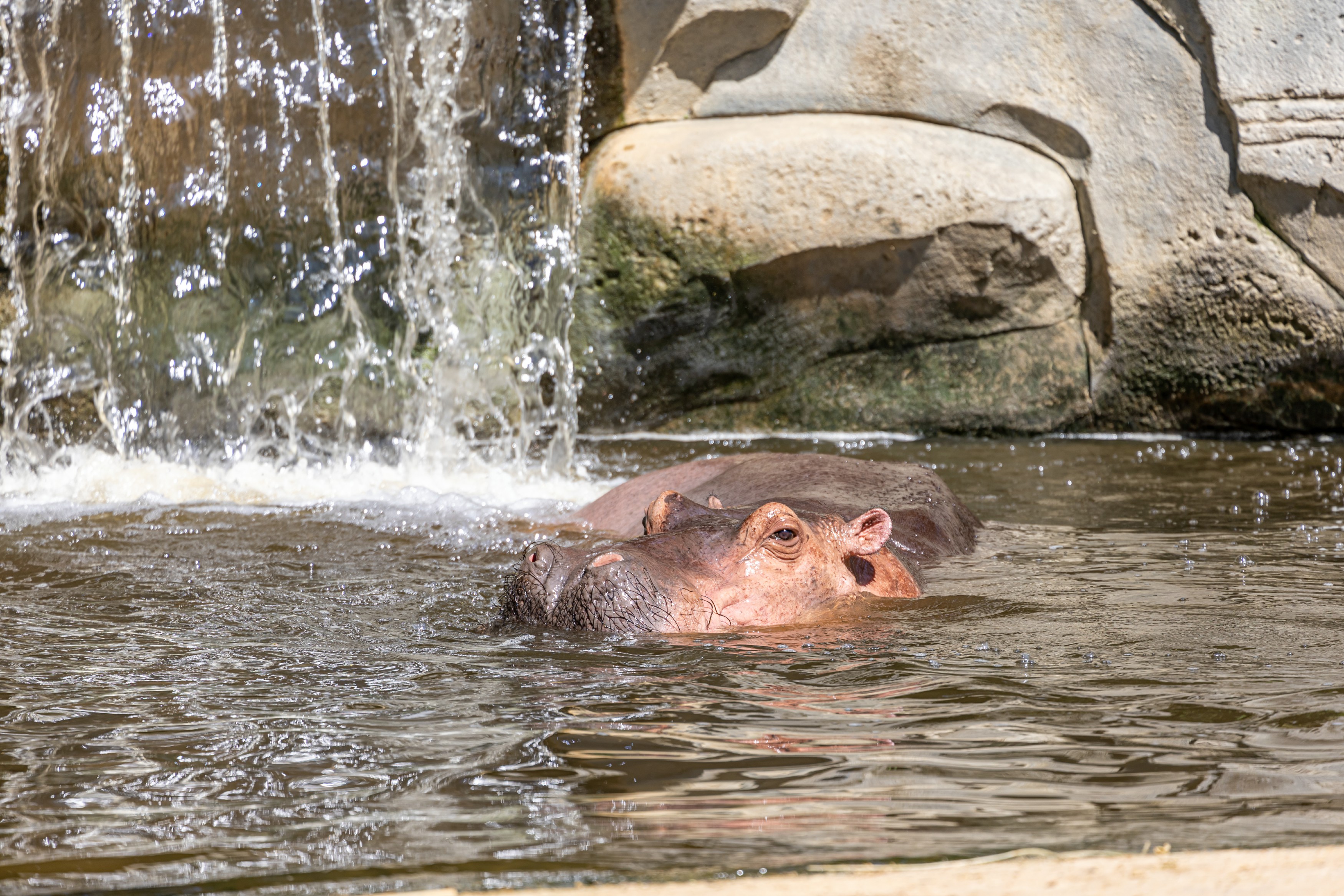 擁抱夏日清涼  長(zhǎng)隆動(dòng)物消暑有「涼」方
