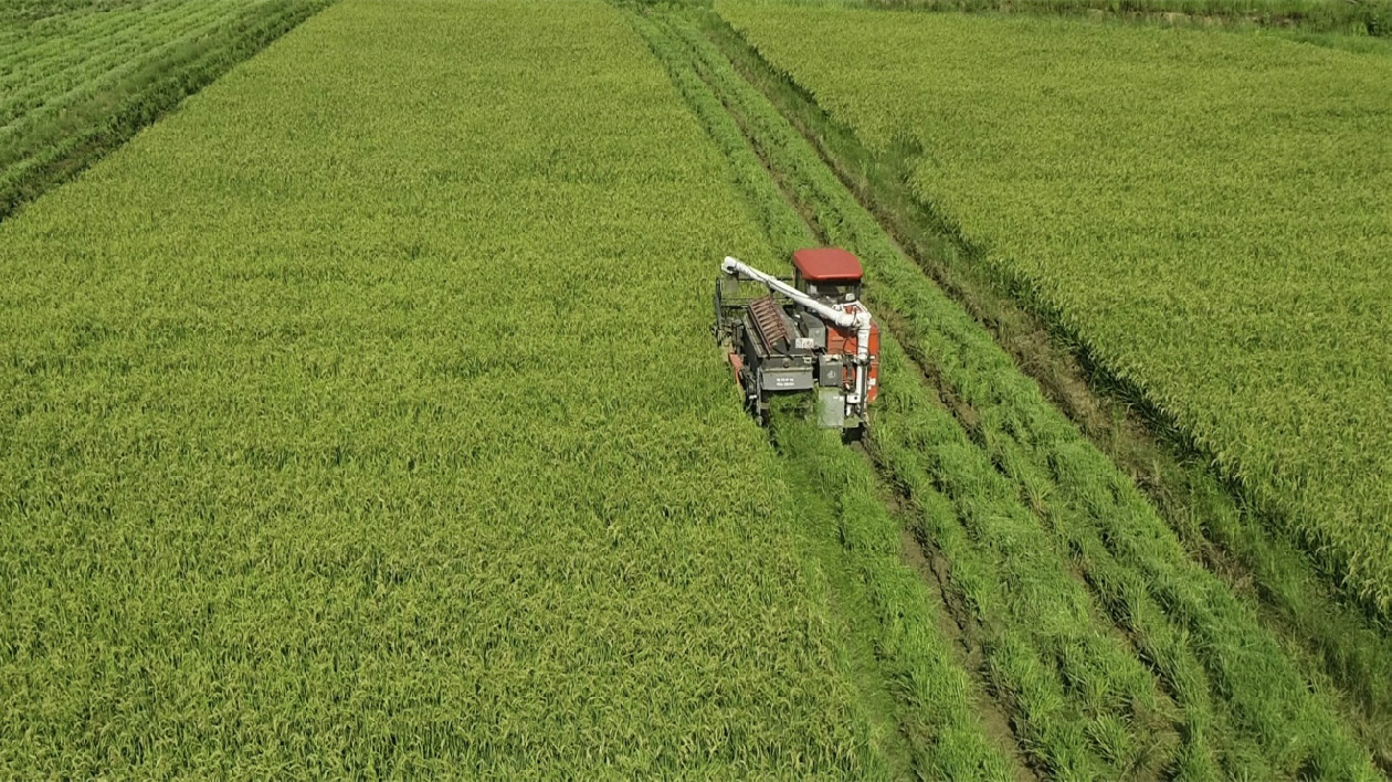 韶關(guān)湞江1.6萬畝早稻迎豐收 夏收夏種壓茬推進(jìn)