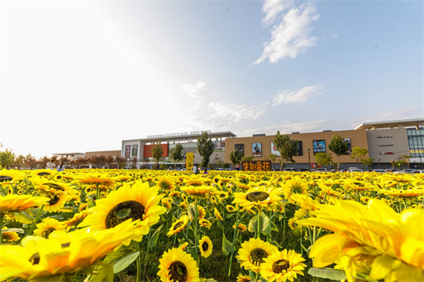向日葵盛放如海 瀋陽鐵西區(qū)第四屆消夏季再添好去處