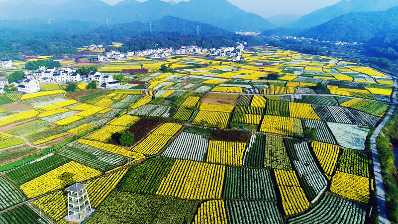 皖休寧縣海陽鎮(zhèn)：「五微」促「五美」 鄉(xiāng)村煥新顏