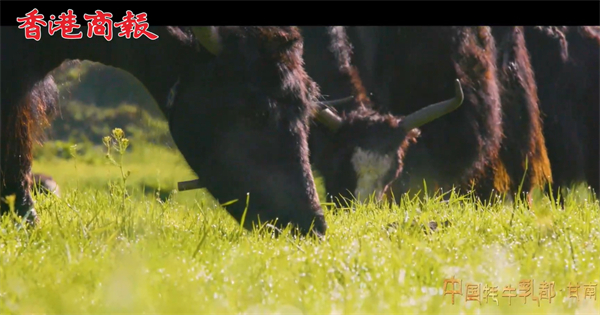 有片丨甘肅甘南：喜迎建州七十載 氂牛乳業(yè)譜新篇