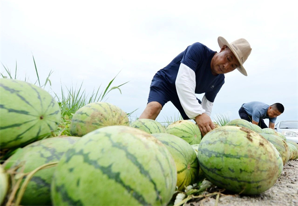 安徽巢湖：綠?！干稹沽窒绿追N結碩果