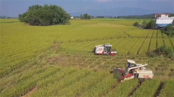 「豐」景如畫！廣東樂昌搶抓農(nóng)時忙「雙搶」