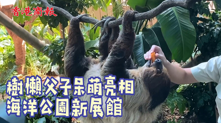 有片 | 超呆萌！樹懶「父子」亮相海洋公園新展館