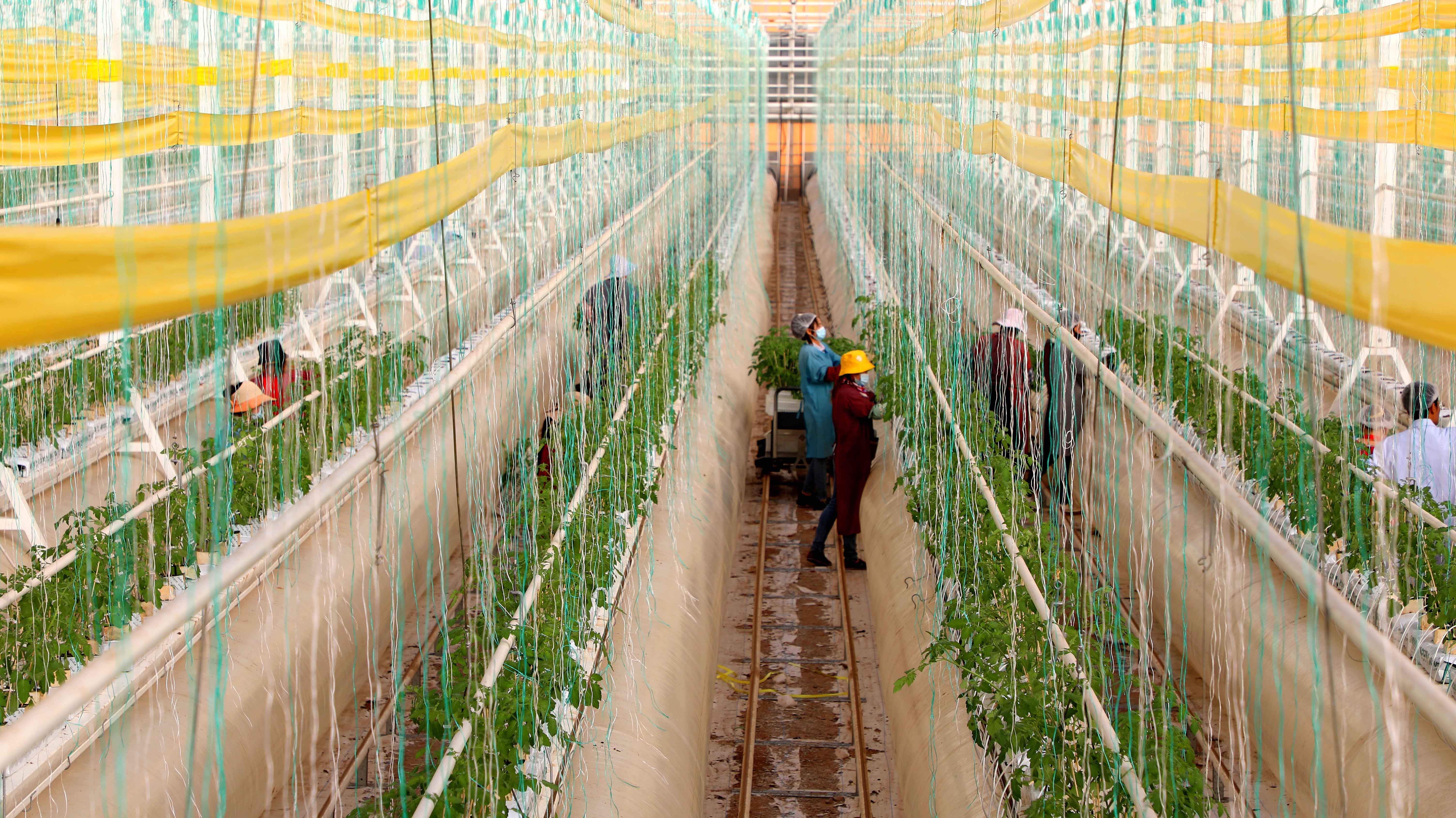 高質(zhì)量發(fā)展甘肅篇丨張掖：戈壁灘上的綠色有機(jī)農(nóng)牧場(chǎng)