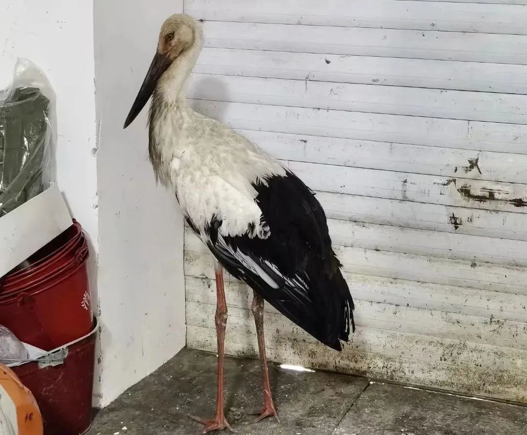 黑龍江寶清：成功救助國(guó)家一級(jí)保護(hù)動(dòng)物——東方白鸛