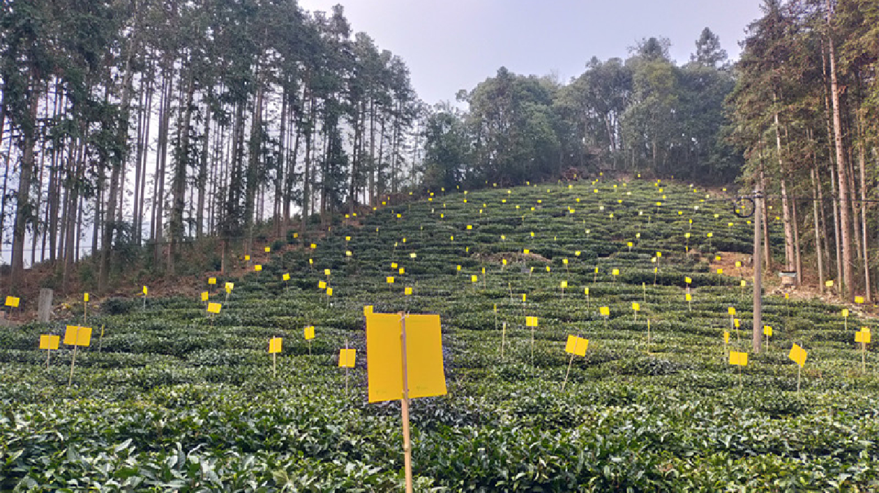 皖黟縣：綠色防控為特色產(chǎn)業(yè)發(fā)展保駕護(hù)航