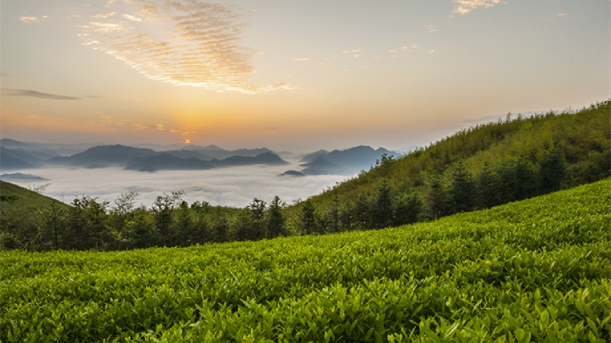 湘品湘造 閃耀世界| 安化黑茶：湘茶方陣中的「黑馬」