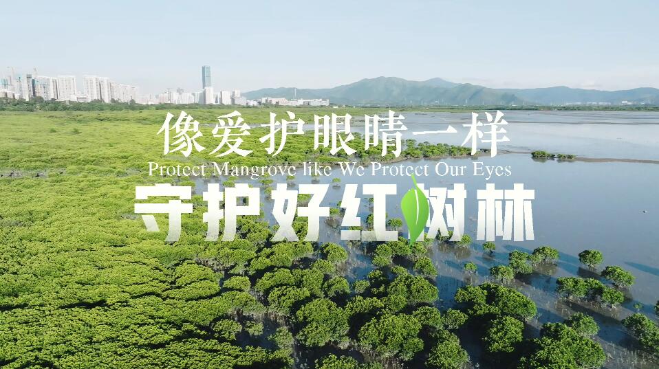 有片丨像愛護眼睛一樣守護好紅樹林