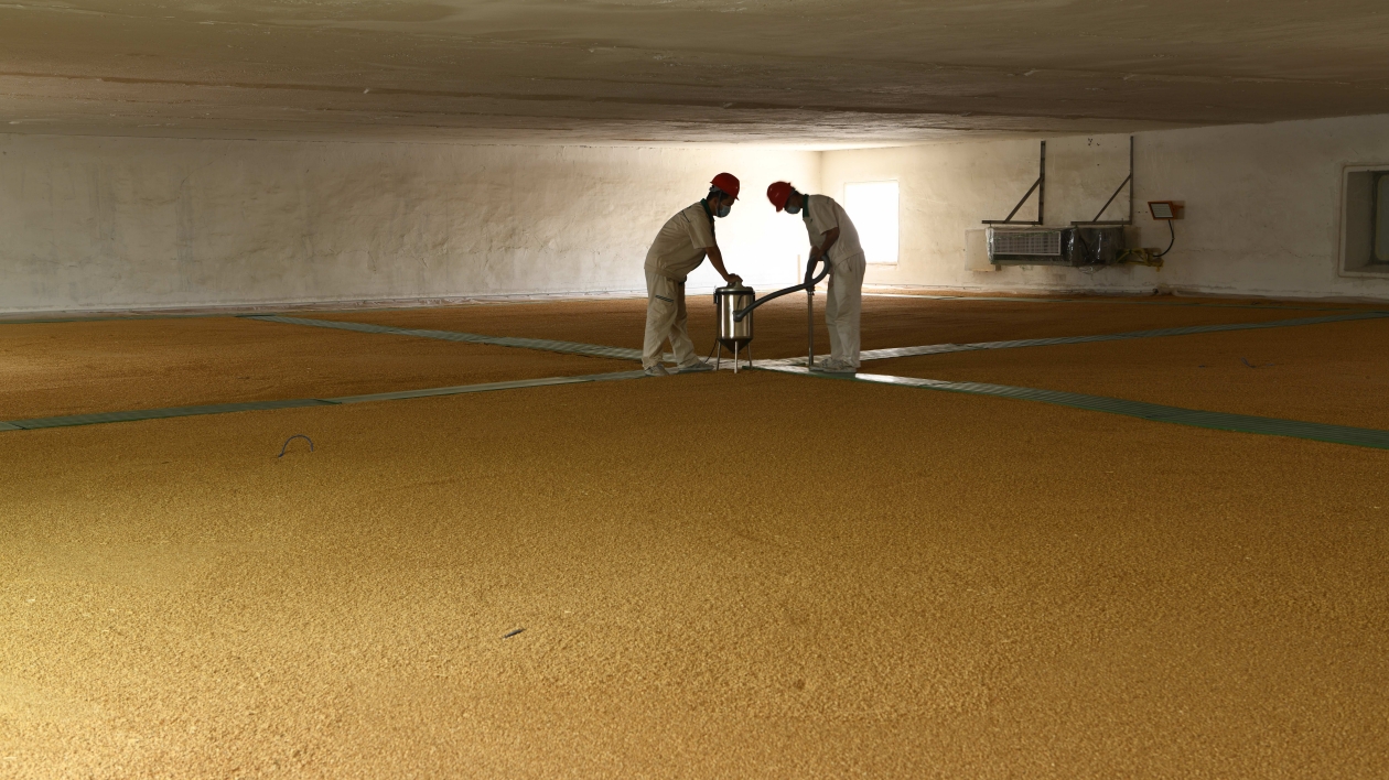 南沙有米：走進華南最大糧食綜合園區(qū) 看「廣州糧倉」盆滿缽滿