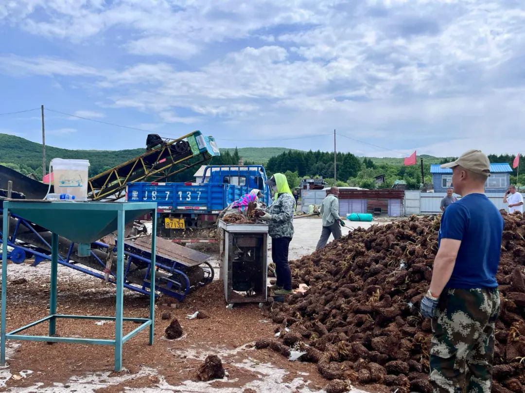 【對(duì)接大灣區(qū)·寒地龍藥耀九州】系列報(bào)道之六一 寶清：中藥材產(chǎn)業(yè)鼓起農(nóng)民「錢(qián)袋子」