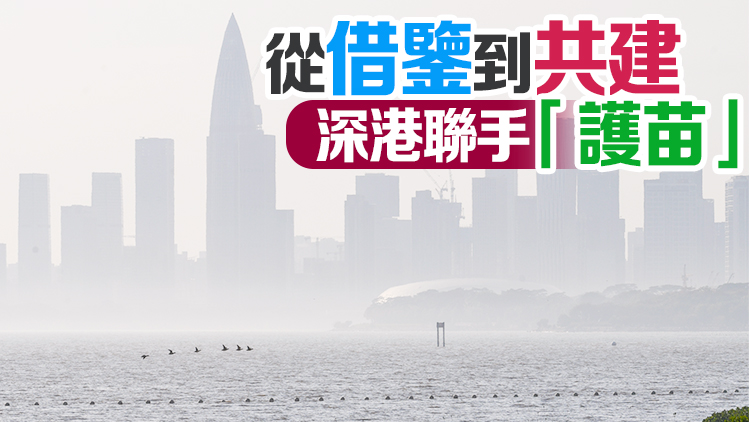 深港雙城記｜港深濕地結(jié)成「姊妹保護(hù)區(qū)」 一衣帶水共育紅樹(shù)林