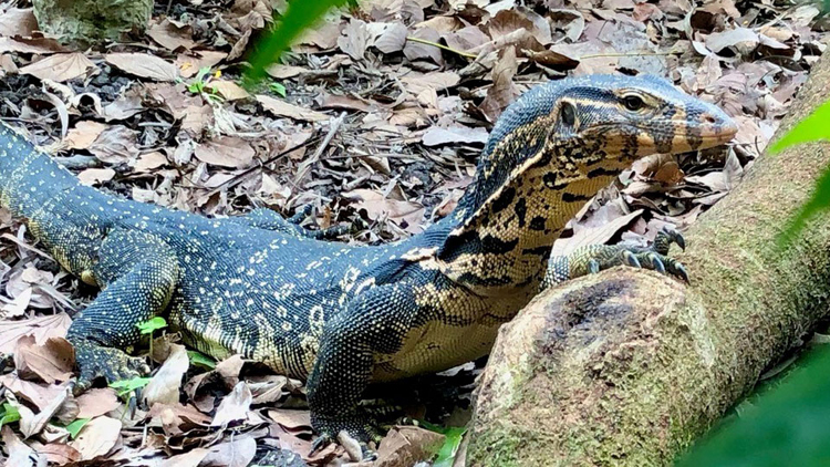 消息指嘉道理農(nóng)場走失水巨蜥已尋回