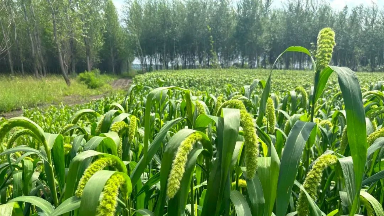 黑龍江七星河鄉(xiāng)： 「冷水小米」釋放鄉(xiāng)村振興新動能