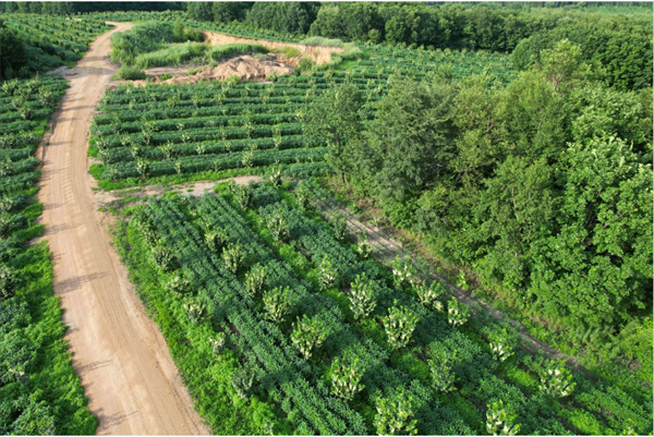 龍江森工清河林業(yè)局有限公司：點(diǎn)綠生金 繪就林下經(jīng)濟(jì)「綠富雙贏」新畫(huà)卷