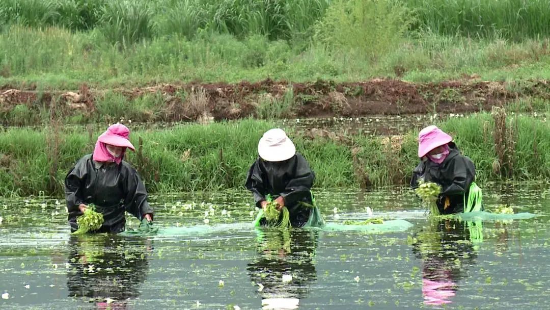 雲(yún)南鶴慶：高原特色蔬菜產(chǎn)業(yè)蓬勃發(fā)展  各族群眾增收致富「新引擎」