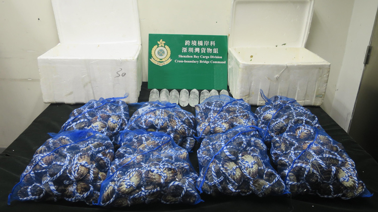 海關(guān)檢獲51公斤懷疑走私活龍蝦及大閘蟹 市值約38萬元