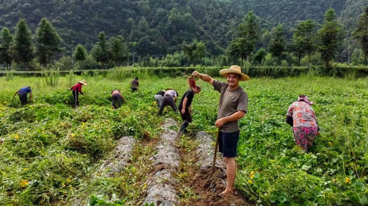 小香薯變香餑餑  皖休寧商山鎮(zhèn)撂荒地變豐收田