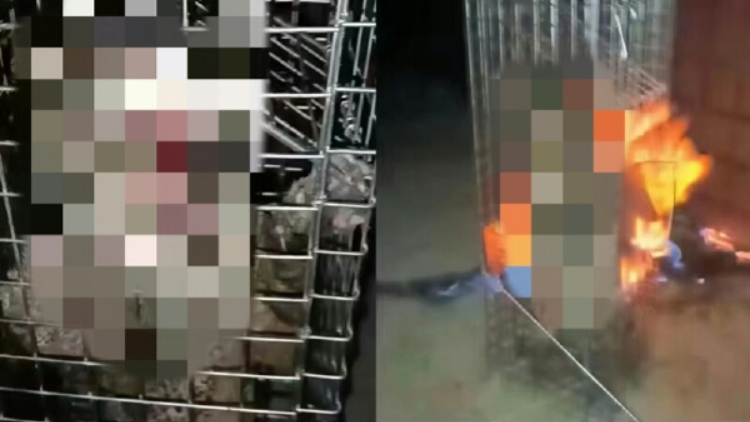 南陽理工學(xué)院再通報：對涉事虐貓學(xué)生給予開除學(xué)籍處分