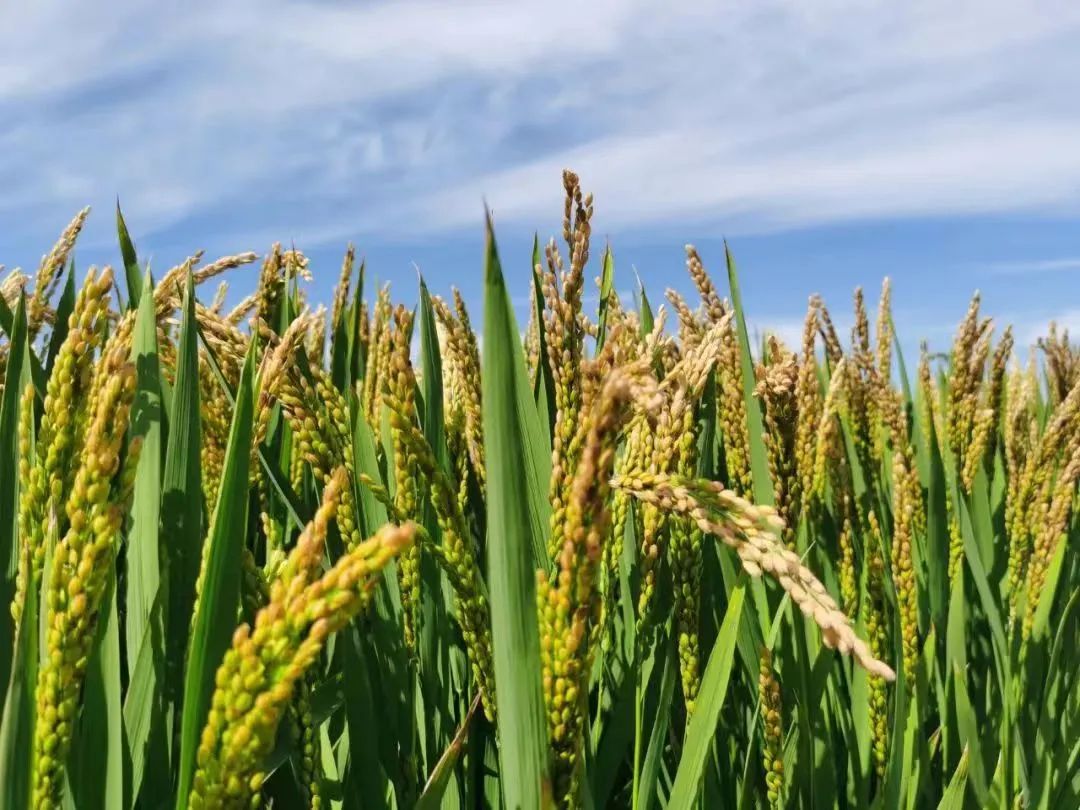 營(yíng)口市61.94萬(wàn)畝水稻長(zhǎng)勢(shì)良好 秋糧豐收在望
